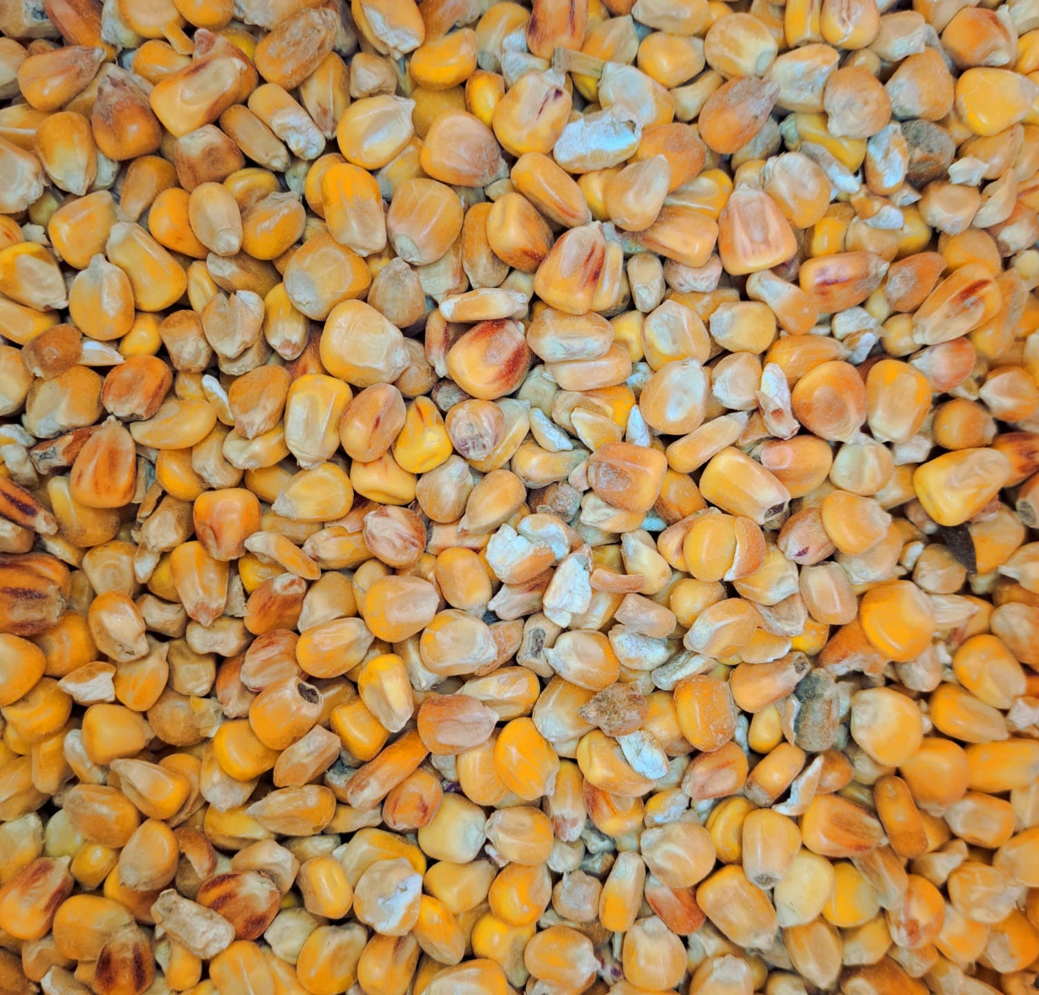 Futtermais Ganzkorn 25 kg (Einzelfuttermittel)