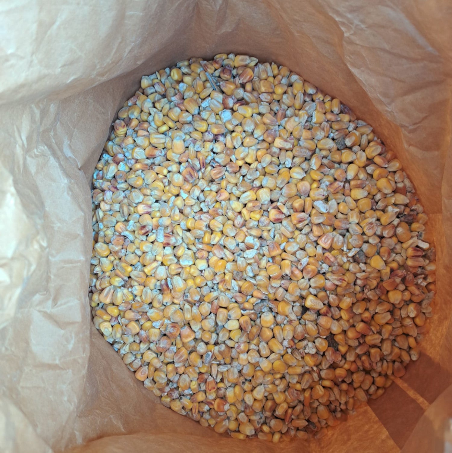 Futtermais Ganzkorn 25 kg