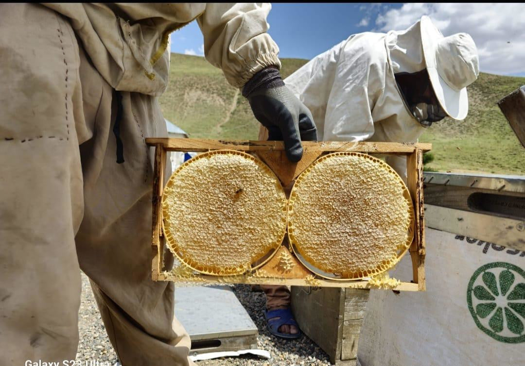 Honigwabe / Gold-Wabenhonig mit Hocharomatischem Blütenhonig im traditionellen Holzrähmchen, 2500 - 3000g in Premium Qualität, 100% Naturbelassen