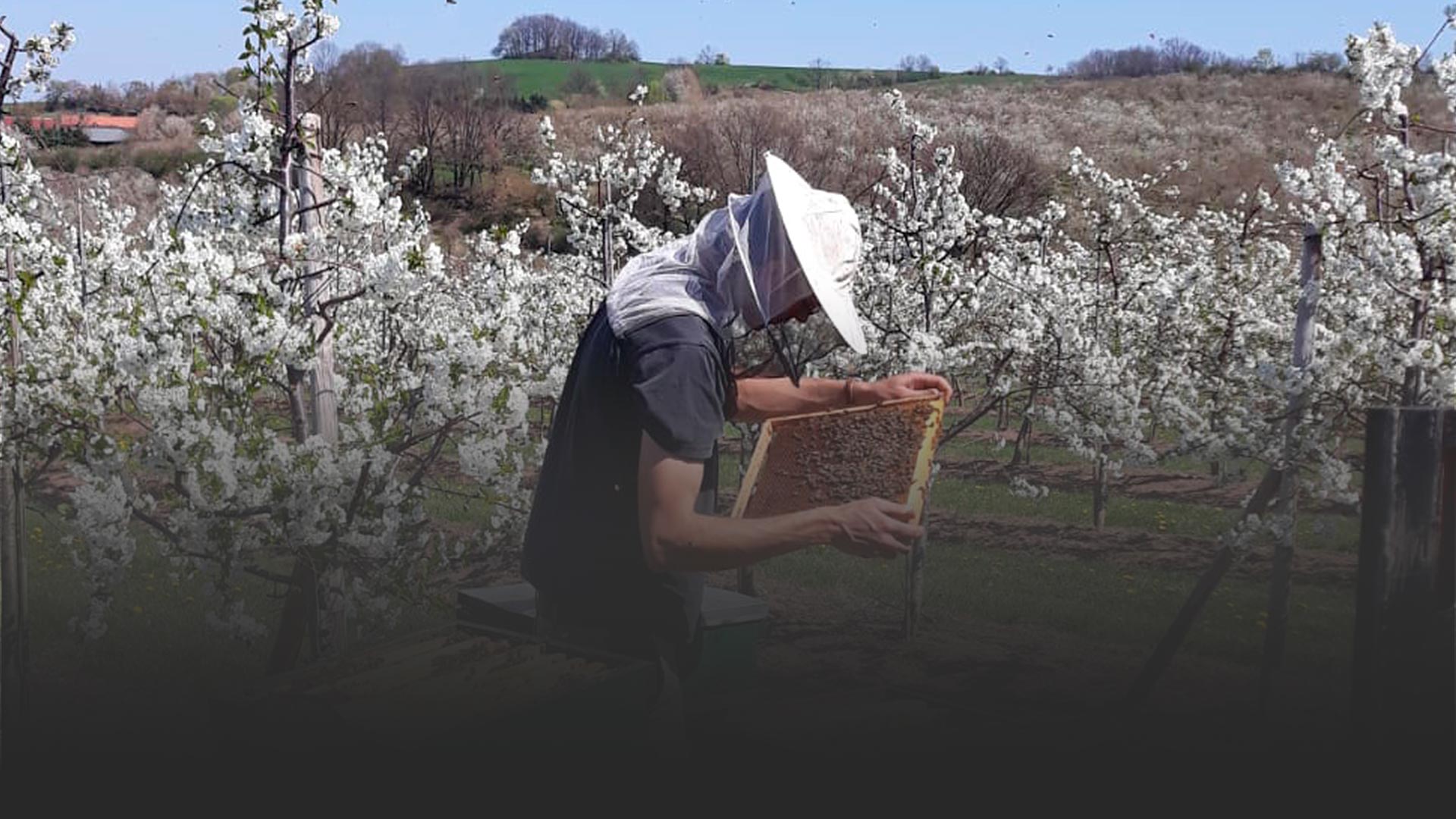 Lohse Heidehonig 500g