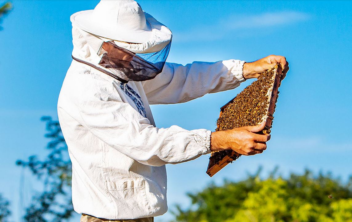 Wildblumenhonig 850g in Premium Qualität Gold-Blütenhonig 100% Naturbelassen, rein und natürlich, Gold prämiert in London und Paris