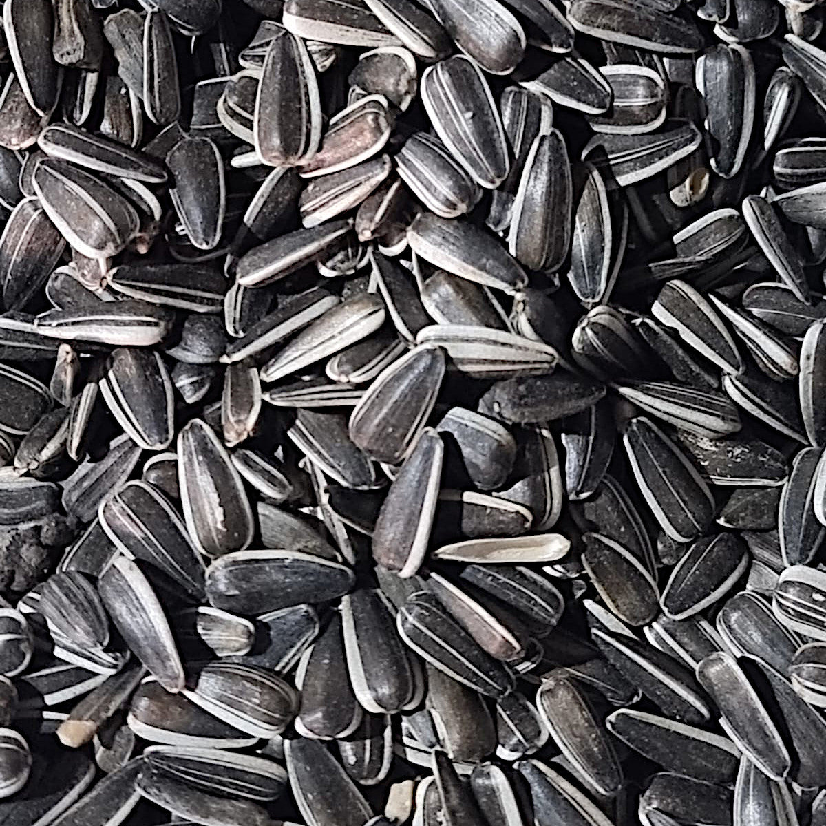 Sonnenblumenkerne gestreift, gereinigt 25kg Vogelfutter