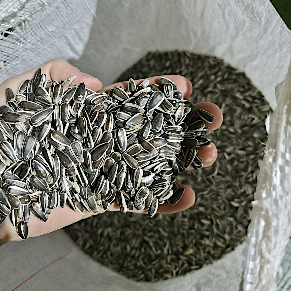 Sonnenblumenkerne gestreift, gereinigt 25kg Vogelfutter