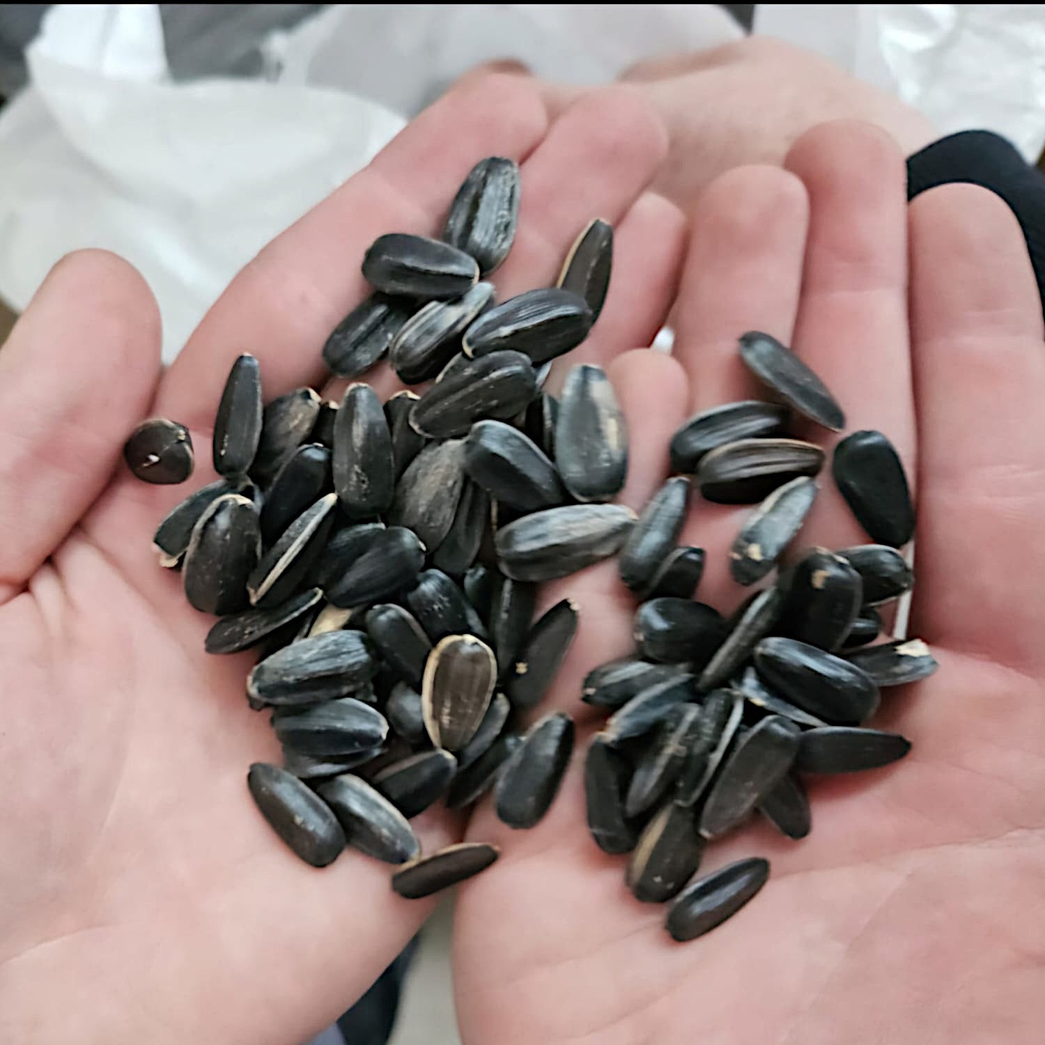 Sonnenblumenkerne schwarz, gereinigt 25kg Vogelfutter