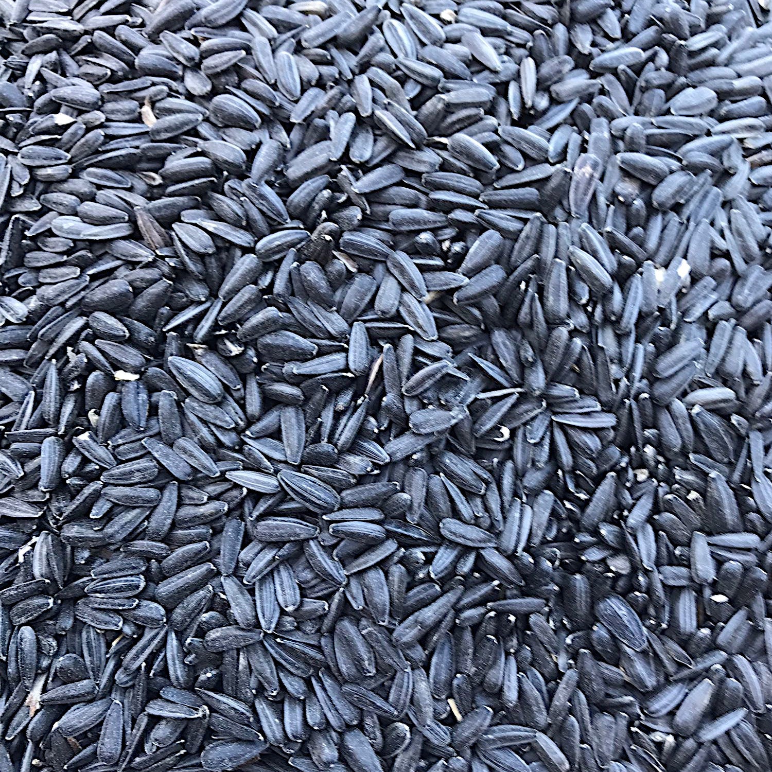 Sonnenblumenkerne schwarz, gereinigt 25kg Vogelfutter