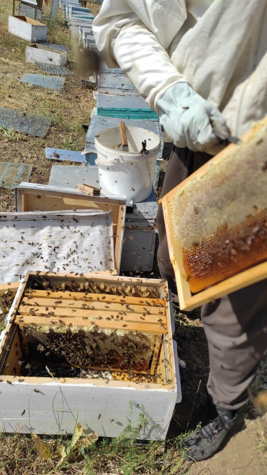 Honigwabe mit Hocharomatischem Wildblumenhonig im traditionellen Holzrähmchen ca. 3000g