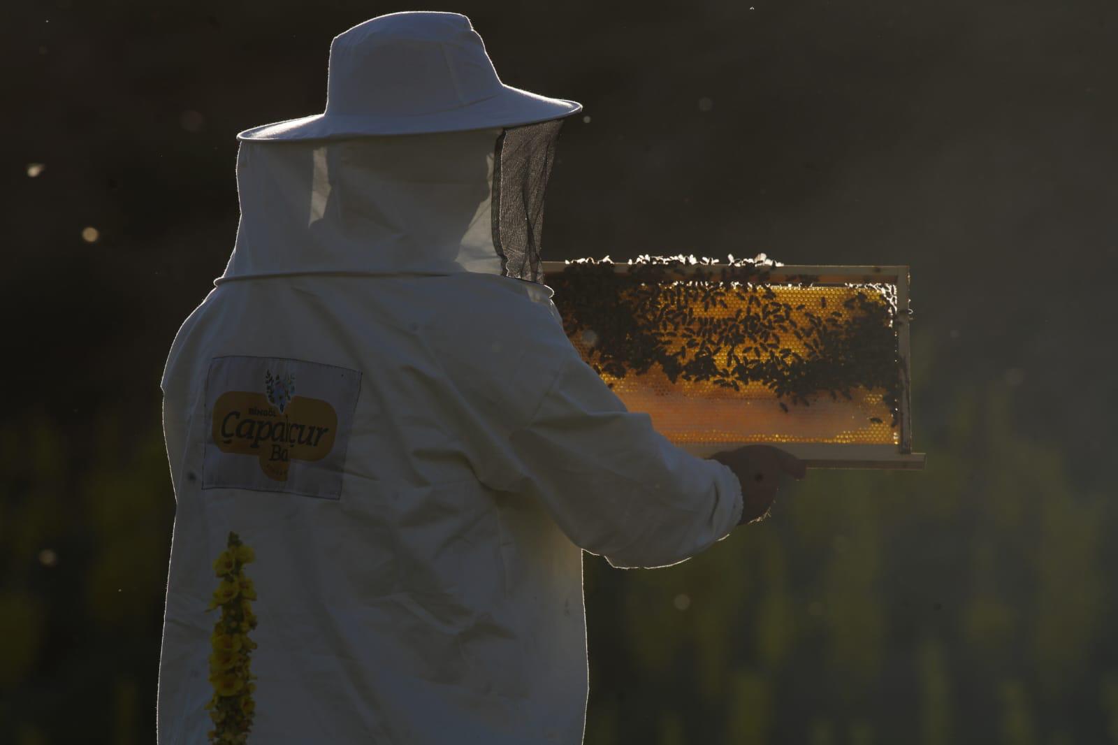 Honigwabe mit Hocharomatischem Wildblumenhonig im traditionellen Holzrähmchen ca. 3000g